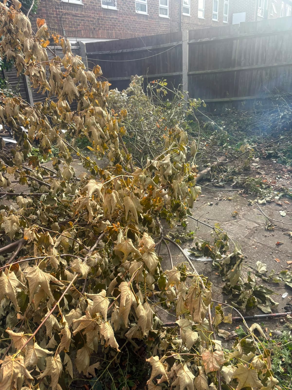 Back garden covered in tree branches and cuttings before garden clearance