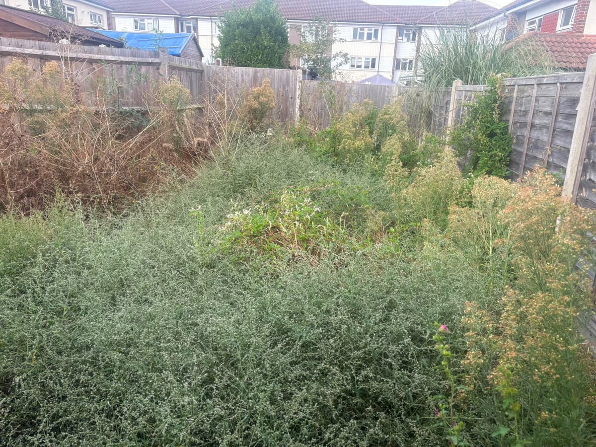 Back garden completely overgrown with tall weeds before garden clearance