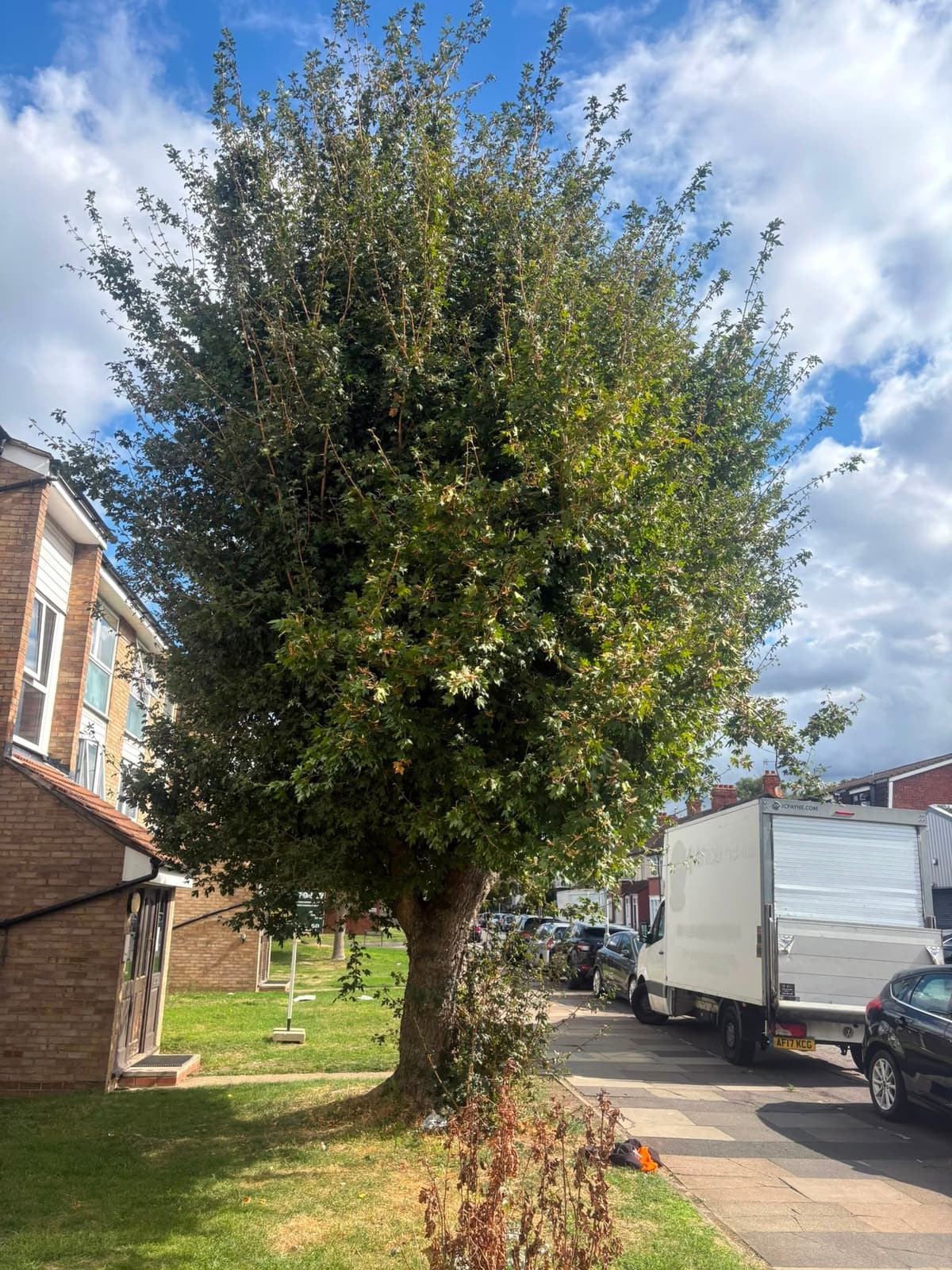 Large mature tree outside a block of flats before tree removal